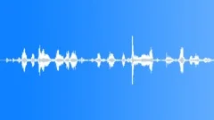 Pigs grunting 01 Sound Effect