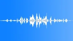Pigs grunting screaming 02Sound Effect