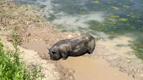 Pigs having bath in dirty water Stock Footage 155990165