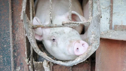 Pig's head in the feed loading hole, breeding pigs in a small farm. Stock Footage 220453523