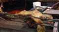 Pigs head. HD Footage