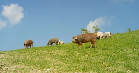 Pigs on the Hill Wild 4K Pro Res Stock Footage 85835944