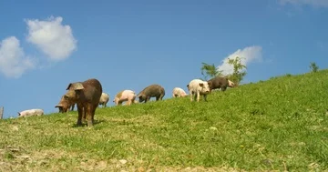 Pigs on the Hill Wild 4K Pro Res Stock Footage 85835953