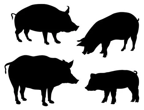 Pigs Stock Illustration