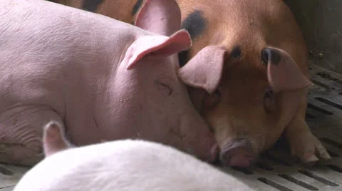 Pigs - Lovers Stock Footage 24689567