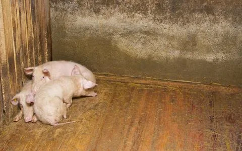 Pigs lying on the floor inside the piggery Stock Photos