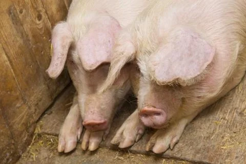 Pigs lying on the floor inside the piggery Foto stock