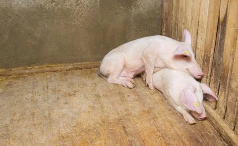 Pigs lying on the floor inside the piggery Stock Photos