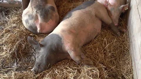 Pigs lying in hay Stock Footage 25203447