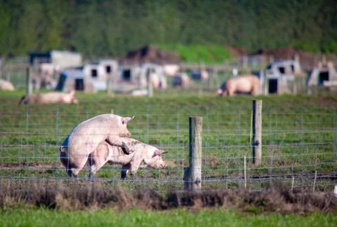 Pigs mating Stock Photos