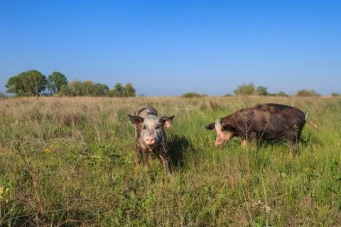Pigs on a meadow Stock Photos