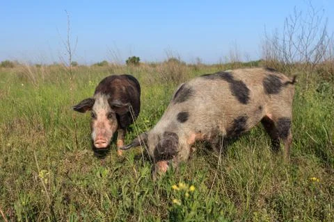 Pigs on a meadow Stock Photos