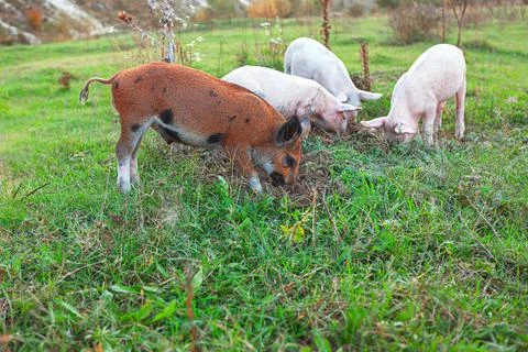 Pigs on the meadow Stock Photos