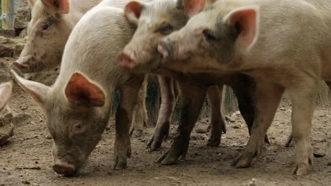 Pigs on the Move - A Journey Through the Wild 스톡 동영상 316920690