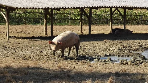 Pigs in the mud 2 動画素材 110531921