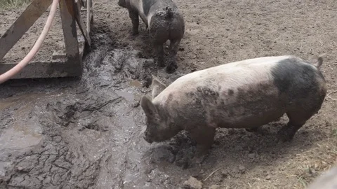 Pigs in Mud on Farm Ranch Stock Footage 80965620