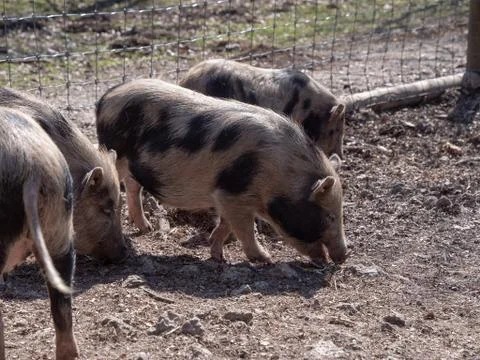 Pigs in the mud Foto stock