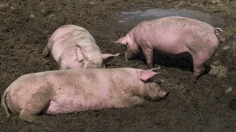 Pigs Mud Rooting Video stock 80215156