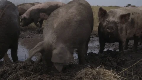 Pigs in mud (ungraded) Stock Footage 104231389