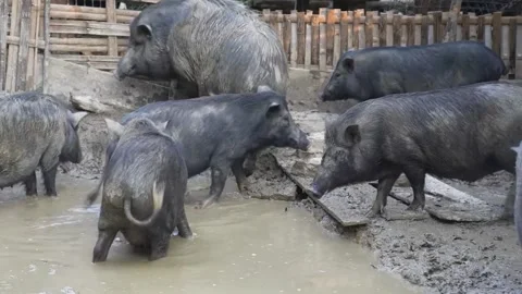 Pigs in a muddy enclosure Video stock 274496873
