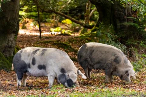Pigs in New Forest Stock Photos