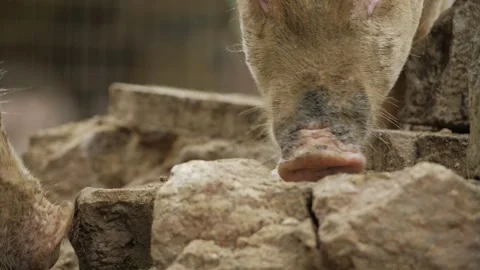 Pig's Nostrils - A Close-up Look Stock Footage 316927996