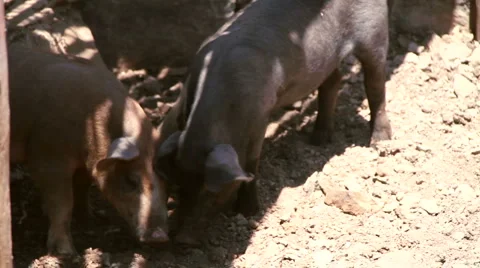 Pigs in the open Video stock 6969976