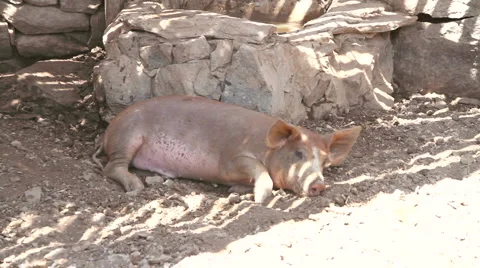 Pigs in the open Stock Footage 6970384