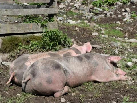 Pigs on pasture Stock Photos