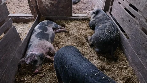 Pigs in Pen Stock Footage 278574782
