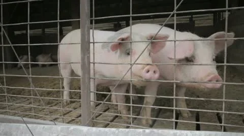 Pigs In Pen HD Stock Footage 12377854