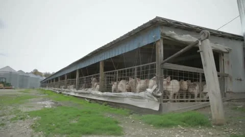 Pigs In Pen Outside HD Stock Footage 12379286