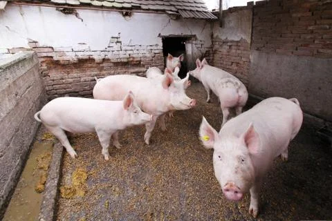 Pigs in Pen Stock Photos