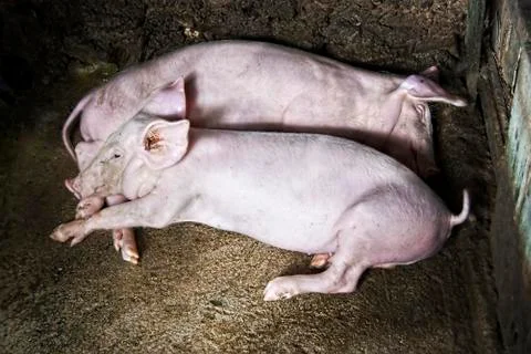 Pigs Stock-Fotos