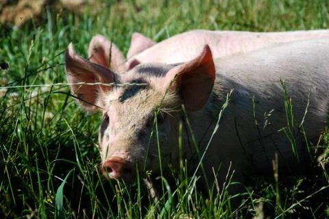 Pigs Stock Photos