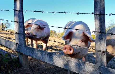 Pigs Stock Photos