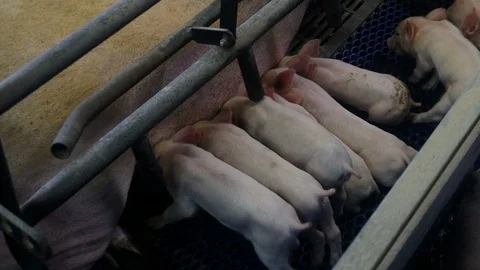 Pigs on a pig farm are lying and eating Video stock 103181253
