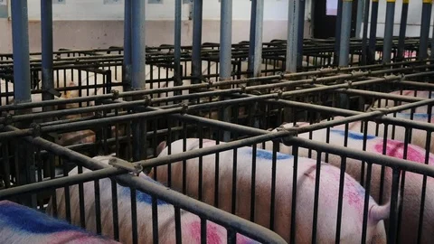 Pigs on a pig farm are lying and eating Video stock 103181501