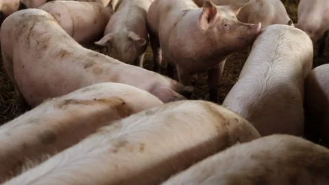 Pigs at pig farm Stock Footage 94569831