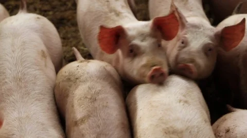 Pigs at pig farm Stock Footage 95689997