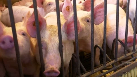 Pigs in pigfarm Stock Footage 80969868