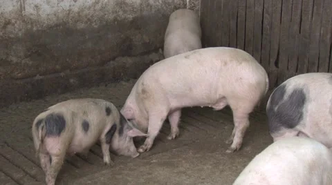 Pigs in piggery Stock-Footage 47877646