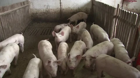 Pigs in pigpen Stock Footage 47877743