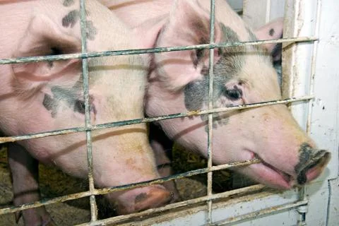 Pigs in pigpen Stock Photos