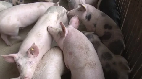 Pigs in pigsty Vídeo Stock 47877716