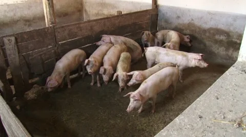 Pigs in the pigsty Stock Footage 54363598