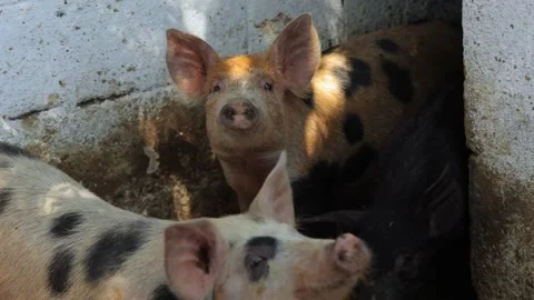 Pigs in the pigsty. Stock Footage 197376710