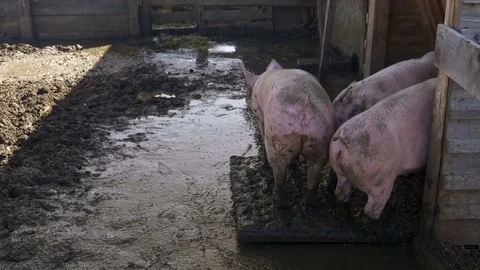 Pigs Pigsty Mud Stock Footage 80215144