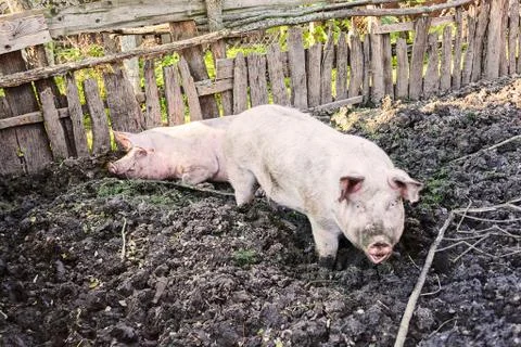 Pigs in the pigsty Stock Photos