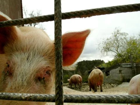 Pigs in the pigsty 库存照片